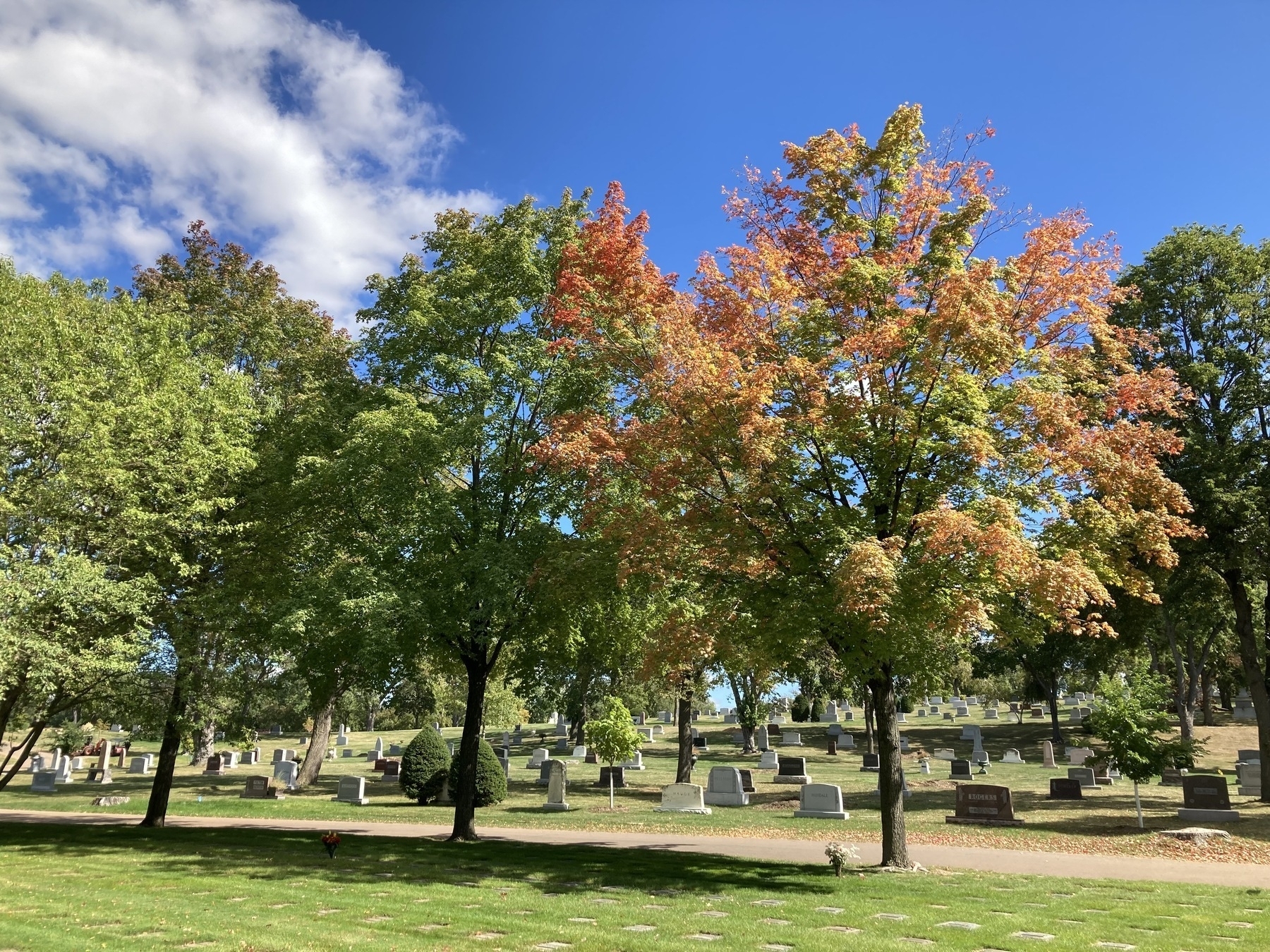 cemetery on a sunny afternoon under blue skies, a row of three maples, one of whose leaves have begun to turn orange