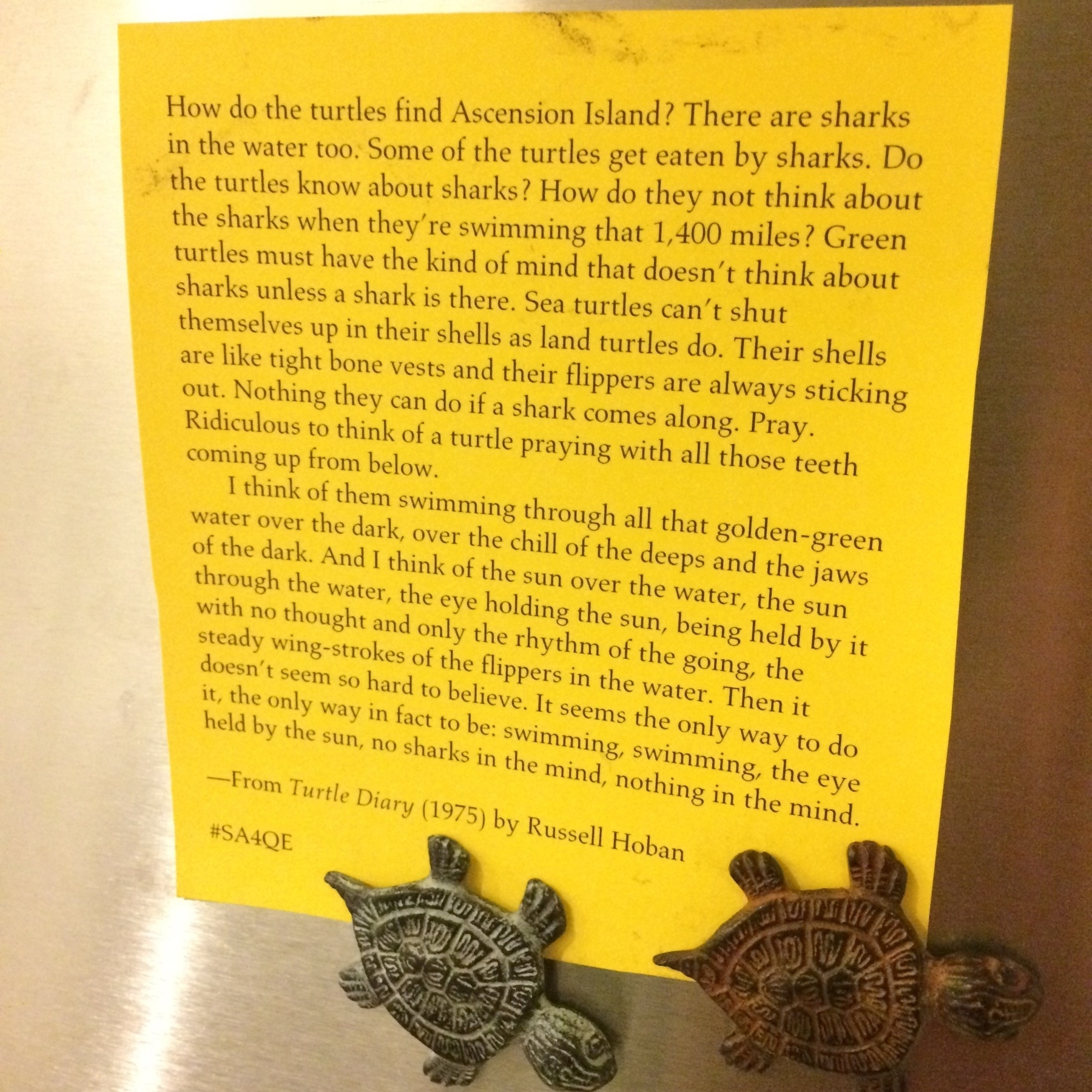 Picture of a passage from Russell Hoban's 1975 novel, Turtle Diary, printed on yellow paper and pinned to a fridge with sea turtle magnets. The quote reads: How do the turtles find Ascension Island? There are sharks in the water too. Some of the turtles get eaten by sharks. Do the turtles know about sharks? How do they not think about the sharks when they're swimming that 1,400 miles? Green turtles must have the kind of mind that doesn't think about sharks unless a shark is there. Sea turtles can't shut themselves up in their shells as land turtles do. Their shells are like tight bone vests and their flippers are always sticking out. Nothing they can do if a shark comes along. Pray. Ridiculous to think of a turtle praying with all those teeth coming up from below. ¶ I think of them swimming through all that golden-green water over the dark, over the chill of the deeps and the jaws of the dark. And I think of the sun over the water, the sun through the water, the eye holding the sun, being held by it with no thought and only the rhythm of the going, the steady wing-strokes of the flippers in the water. Then it doesn't seem so hard to believe. It seems the only way to do it, the only way in fact to be: swimming, swimming, the eye held by the sun, no sharks in the mind, nothing in the mind.