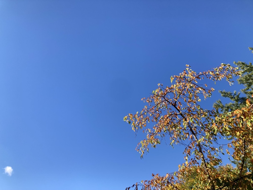 blue sky with a tiny white cloud in one corner and the yellow leaves of a tree in the other corner