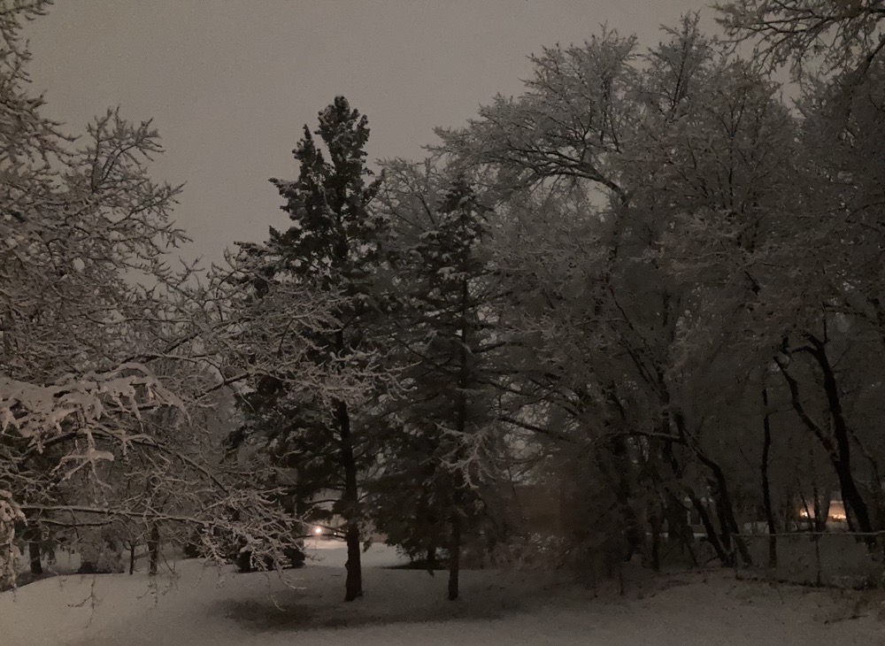 predawn view of my backyard with every branch of every tree outlined in snow